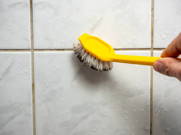 Mold Removal Process in Santa Venetia, CA
