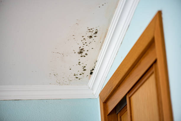 Best Mold Removal Process  in Santa Venetia, CA