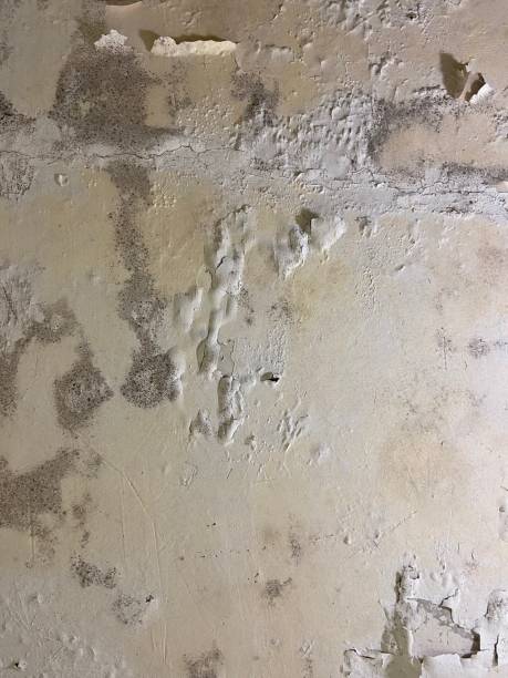 Best Mold Remediation  in Santa Venetia, CA