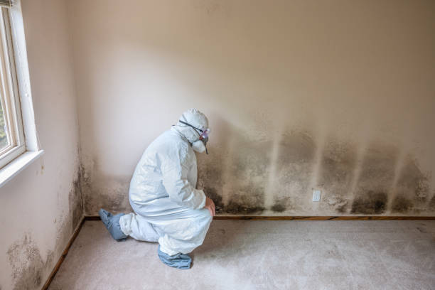 Best Office Mold Removal Services  in Santa Venetia, CA