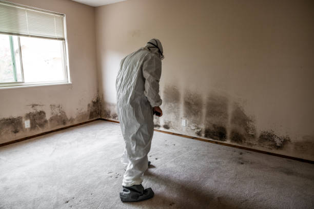 Best Attic Mold Removal  in Santa Venetia, CA
