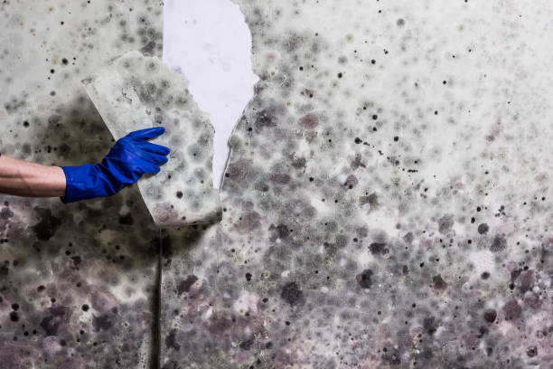 Best Local Mold Removal Service  in Santa Venetia, CA